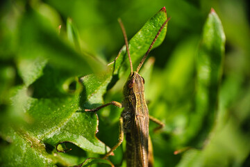A grasshopper on a green leaf macro