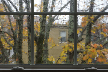 View from window on a wet rainy day at end of autumn with a few leaves on tree in urban setting