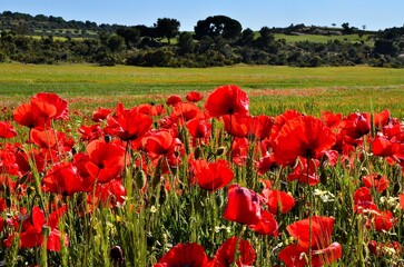 Obraz premium Tulips in a wheat field on a sunny spring day