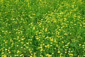 The pungent buttercup (Latin Ranunculus acris) is a herbaceous plant of the Ranunculaceae family. A field with yellow flowers.