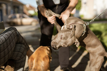 Close up on american pit bull terrier dog apbt unknown people holding the dog in order to prevent...