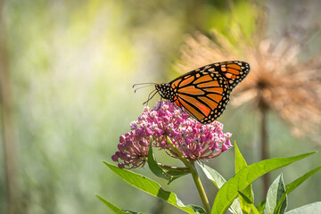 Monarch butterfly (danaus plexippus), backlit by the morning sun, perched on pink swamp milkweed...