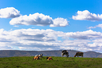 10月の北海道美瑛、牛のいる風景・日本