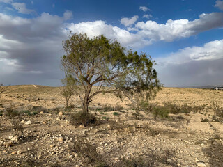Tamarisk tree in the Negev desert
