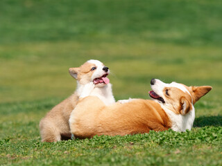 Cute puppy play with its mother on lawn, Corgi dog Pembroke welsh corgi and its parent in summer dog park.