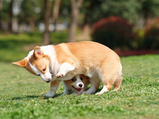 Cute puppy play with its mother on lawn, Corgi dog Pembroke welsh corgi and its parent in summer dog park.