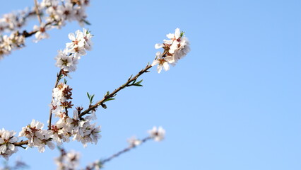 almond tree branches against sky background