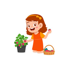 cute little girl harvest strawberry in the garden