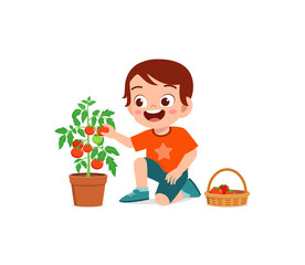 cute little boy harvest tomato in the garden