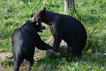 Black Bears Playing In Summer Meadow Habitat