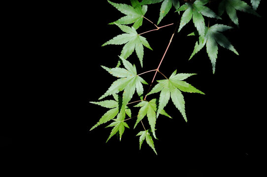 青紅葉 Images Browse 2 915 Stock Photos Vectors And Video Adobe Stock