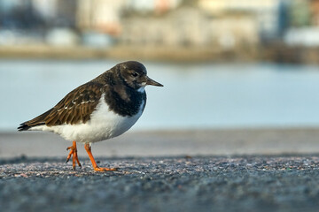 A black Turnstone on a harbour arm