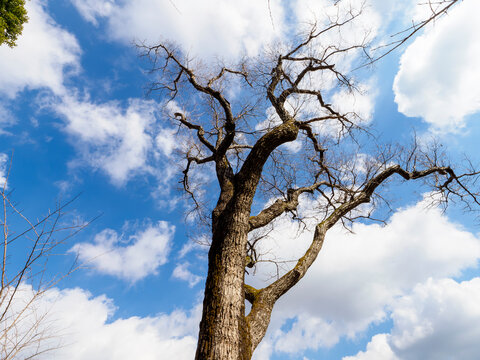 枯木 枯れ木 の画像 3 371 件の Stock 写真 ベクターおよびビデオ Adobe Stock
