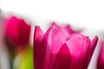 Blüten von pinken Tulpen im hellen Tageslicht