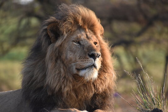 African male lion looks across the savannah at dawn