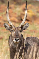 Waterbuck bull, South Africa