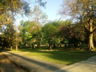 trees in the park