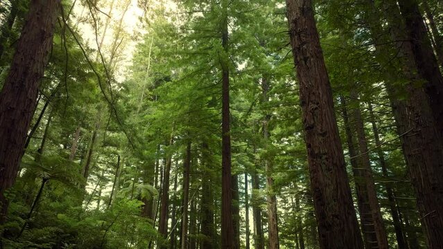 Aerial: Beautiful sunlit Redwood forest interior