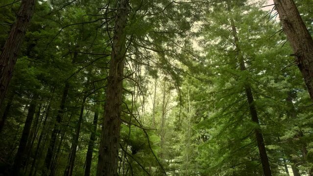 Aerial: Beautiful sunlit Redwood forest interior