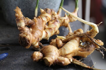 Freshly harvested ginger 