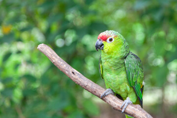 Bird parrot  wild Amazon Ecuador