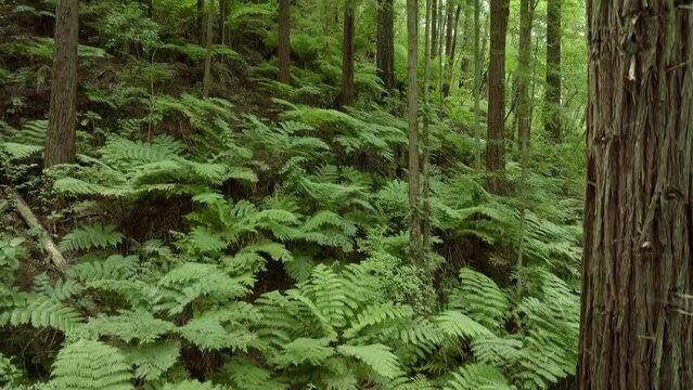 Aerial: Beautiful sunlit Redwood forest interior