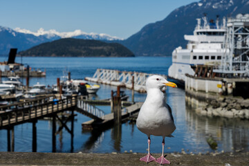 One seagull standing on the Horseshoe Bay Public Dock Park. West Vancouver, BC, Canada.