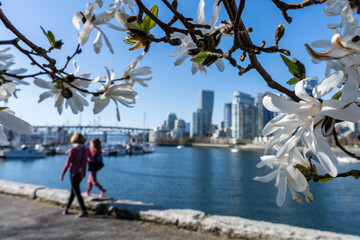 Parent-child walking in Vancouver seawall trail in springtime. Vancouver marina, modern buildings...