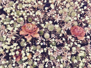 flowers in the garden