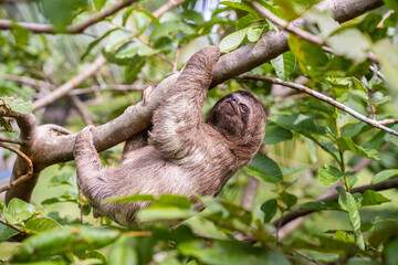 Baby sloth in the Amazon. At the Community November 3, The Village (La Aldea), Amazon, Peru.