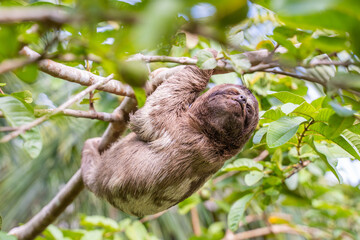 Fototapeta premium Baby sloth in the Amazon. At the Community November 3, The Village (La Aldea), Amazon, Peru.