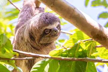 Baby sloth in the Amazon. At the Community November 3, The Village (La Aldea), Amazon, Peru.