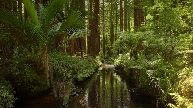 Aerial: Beautiful sunlit Redwood forest interior