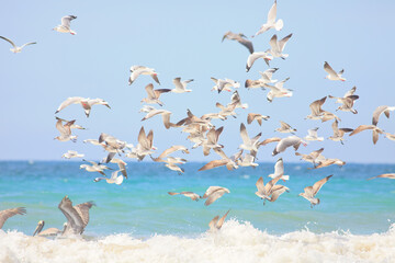 Shorebirds Ecuador Beach wild