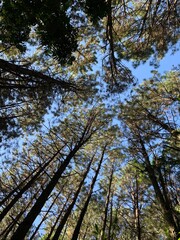 trees in the forest