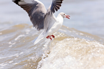 Shorebirds Ecuador Beach wild