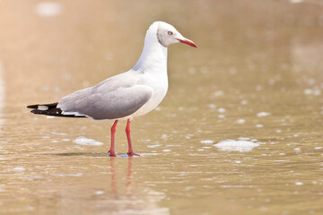 Shorebirds Ecuador Beach wild