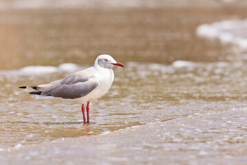 Shorebirds Ecuador Beach wild