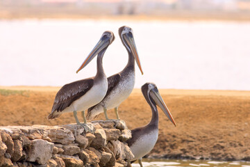 Shorebirds Ecuador Beach wild