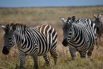 Fototapeta na wymiar Two African zebras crossing grasslands 