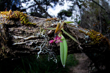 orchids in the wild Ecuador