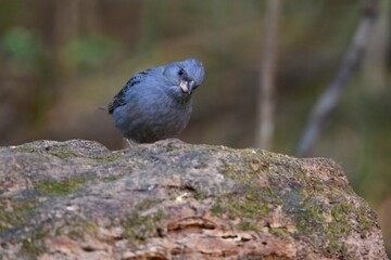 身近な公園で見られる冬の渡り鳥、青っぽい灰色が美しい小鳥クロジ