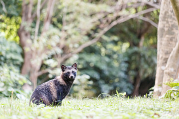 森の中でお座りするタヌキ