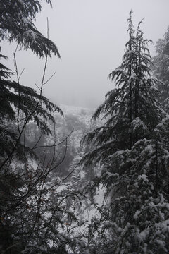 Beautiful himalayan cedar tree forest in fog snow caped