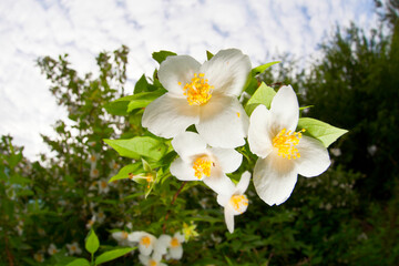 Flowers garden 