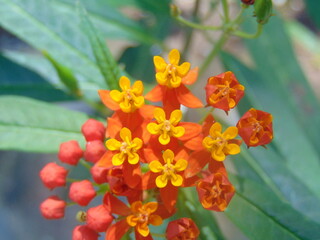 red and yellow flowers