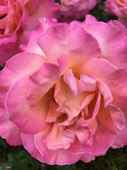 pink rose close up