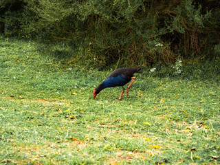 blackbird