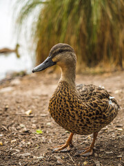 duck on the water