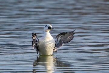 元気に羽ばたくミコアイサ オス